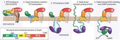 CyaA translocation across eukaryotic cell membranes
